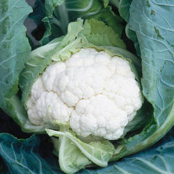 Syngenta Clapton F1 2500 szem