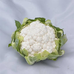 Syngenta Kamino F1 2500 szem