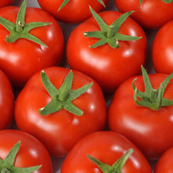 Syngenta Boderine F1 500 szem