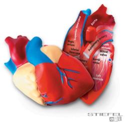 Learning Resources Emberi szív szivacsból