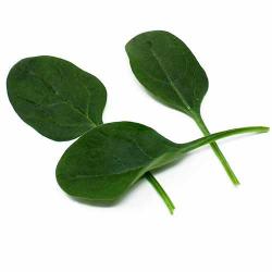 ZFW Hortiservice Aspin F1 25.000 szem