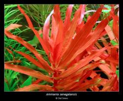 INVITAL Ammania senegalensis