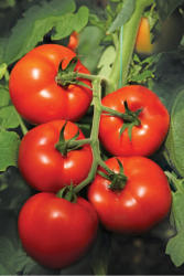 Syngenta Seminte de tomate nedeterminate Izmir F1, 500 sem