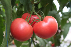 Syngenta Seminte de tomate nedeterminate Mamston F1, 500 sem