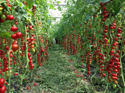 Syngenta Seminte de tomate nedeterminate, cherry prunisoara, Landolino F1, 500 sem