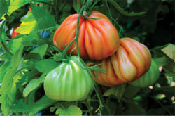 Syngenta Seminte de tomate nedeterminate Arawak F1, 500 sem