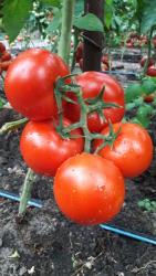 Syngenta Seminte de tomate nedeterminate Dinakor F1, 500 sem