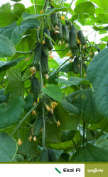 Syngenta Ekol F1, castraveti cornison