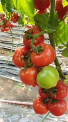 Syngenta Seminte de tomate semideterminate Melanet F1, 500 sem