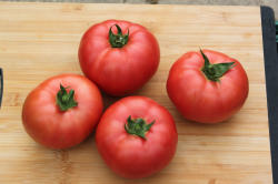 Syngenta Seminte de tomate nedeterminate, tip beef, Manekro F1, 500 sem