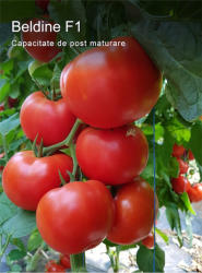 Syngenta Seminte de tomate nedeterminate Beldine F1, 500 sem
