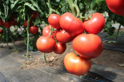 Syngenta Seminte de tomate nedeterminate, Malduo F1, 500 sem