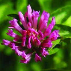 Réti here (Trifolium pratense - Red Clover) Bailey virágeszencia 10ml