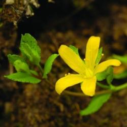  Heverő orbáncfű (Hypericum humifusum - Trailing St John’s Wort) Bailey virágeszencia 10ml