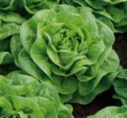 VERITAS-AGRO Brighton saláta vetőmag 5000 szem (pillírozott)