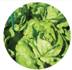 VERITAS-AGRO Anadra saláta vetőmag 5000 szem (pillírozott)