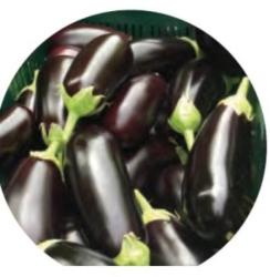 VERITAS-AGRO Traviata F1 tojásgyümölcs vetőmag 100 szem