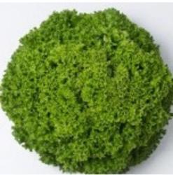 VERITAS-AGRO Vili lollo saláta vetőmag 5000 szem (pillírozott)