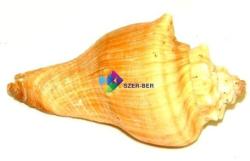 Szer-Ber Nagy méretű csigaház, kagyló (III. )