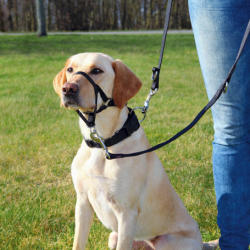TRIXIE Top Trainer Training kutyahám (L-XL; 37 cm; Nyakszíj: 48-60 cm)