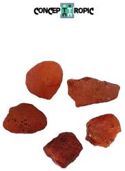  Carneol Natural Brut - 30-39 x 17-26 mm - ( XL ) - 1 Buc