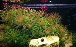 INVITAL Pogostemon stellatus