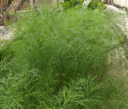 ZFW Hortiservice Ceres 100 g