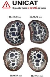  Septaria Maroc Mineral Natural - 56-60 x 46-49 x 12-18 mm - ( XXL)