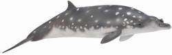CollectA Figurina Balena Blainville L (COL88761L) Figurina