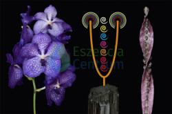  Clarity of Connection összetett orchidea eszencia