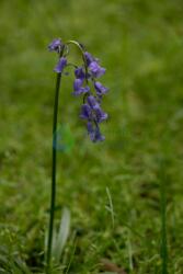  Bluebell orchidea eszencia