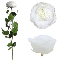  Örökrózsa díszdobozban fehér- nagy