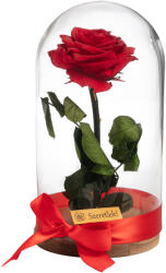Örökrózsa üvegbúrában - nagy méretű piros örök rózsa