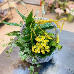ImodFlowers Cosul cu plante zile Insorite