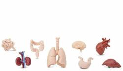 Safari Ltd Figurine organele corpului uman (SAF766904)