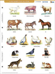 Stiefel Animale domestice - fișă de studiu și de lucru (Ház körül élő állatok + munkaoldal tanulói munkalap)