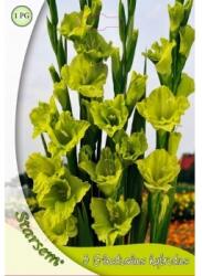 Agrosel Bulbi Gladiole Verde 5