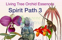 Spirit Path 3 összetett orchidea eszencia