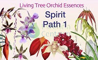 Spirit Path 1 összetett orchidea eszencia
