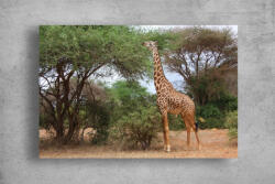 Persona Tablouri Canvas Animale - Girafa - tapet-canvas - 70,00 RON