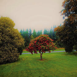 Bats FOOTHILLS - facethemusic - 8 990 Ft