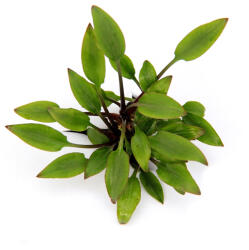 Dennerle Plants növény - Cryptocoryne lutea Hobbit (30031-44)