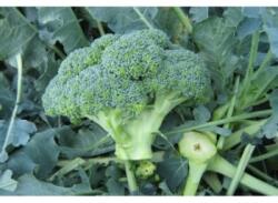SemPlus Seminte de broccoli Agassi F1, 2500 seminte, Rijk Zwaan