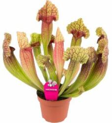  Sarracenia Psyttaciana papagáj kürtvirág 12-es cserépben, kb. 20 cm magas