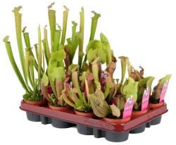  Sarracenia kürtvirág rovarevõ vegyes színben 8, 5 cm-es cserépben kb. 30 cm magas