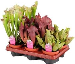  Sarracenia kürtvirág rovarevõ vegyes színben 12 cm-es cserépben kb. 40 cm magas