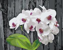  Festés számok szerint - Fehér orchidea Méret: 40x50cm, Keretezés: Keret nélkül (csak a vászon)