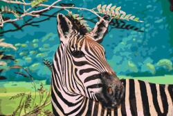  Festés számok szerint - Vad zebra Méret: 40x60cm, Keretezés: Keret nélkül (csak a vászon)