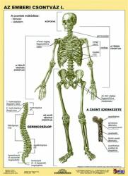 STIEFEL Tanulói munkalap, A4, STIEFEL Az emberi csontváz (VTM20) - iroda24