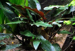 INVITAL Cryptocoryne viridifolia (Cserép Ø 5, 5 cm)